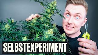 Cannabis selber anbauen - Wie schwer ist es wirklich?