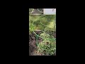 Banana Tea For Our Tomatoes 2021 Garden OCHM