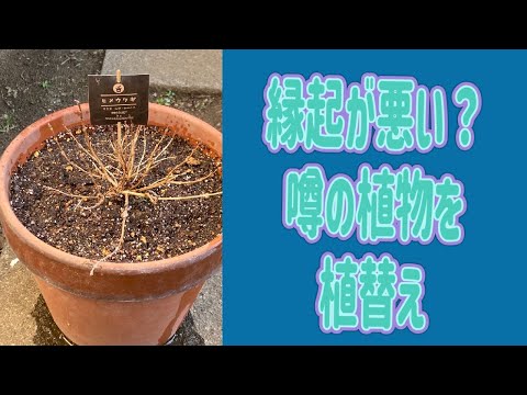 タニウツギについて詳しく解説