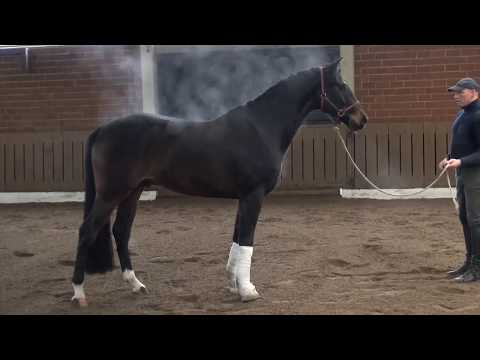 'Sultan' 4yo Gelding by San Amour