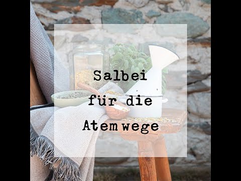 Salbei gegen Husten Schnupfen Heiserkeit