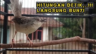 Download lagu Pancingan Cigun Bahan Agar Bunyi Langsung Ngebren Paling Ampuh mp3