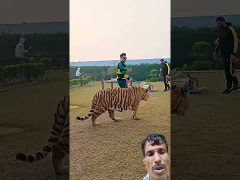 Tino Bagh samne hai #tiger#videoviral