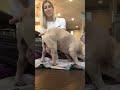 French Bulldog Collection