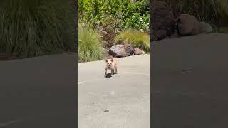Video preview image #1 Chihuahua-Unknown Mix Puppy For Sale in San Francisco, CA, USA