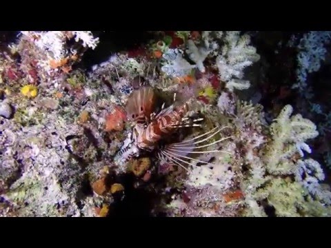 Great Barrier Reef  diving with Mike Ball,Spoilsports &  GoPro