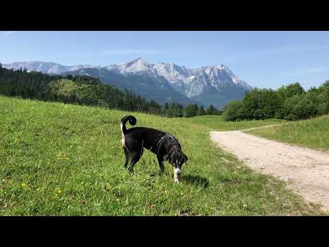 Appenzeller Sennenhund wälzt sich