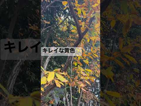 冬に咲く低木：霜が降りても色鮮やかな8種類の植物  庭園