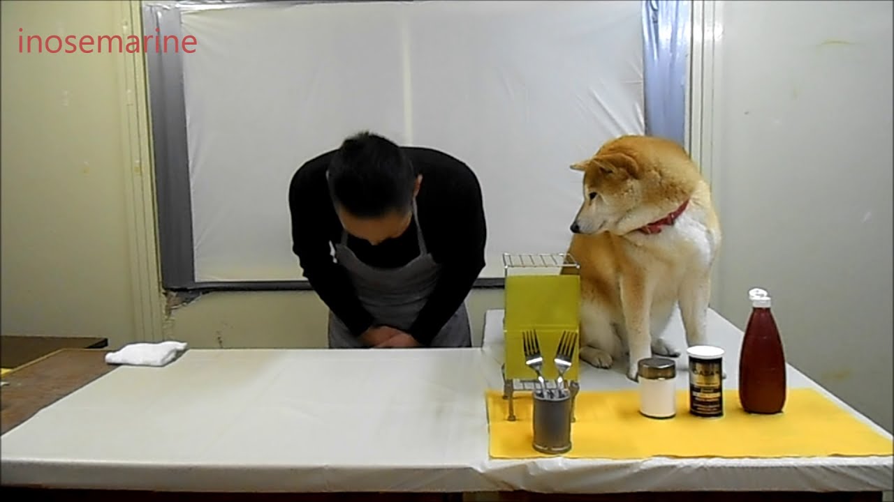 超萌柴犬又來了！這次幫忙做料理　害主人哭了…