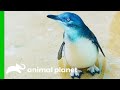 The Penguins From The Bronx Zoo Are Just Too Cute The Zoo