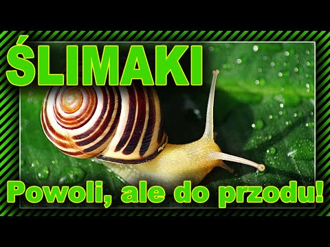 Ślimak - fakty i ciekawostki - poznajcie winniczka i jadowite slimaki morskie   // 10 MINUT NA TEMAT