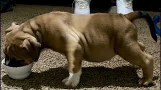 Build Muscle FREE? How to Naturally Workout an American Bully NO Weights, Supplements, Spring Pole
