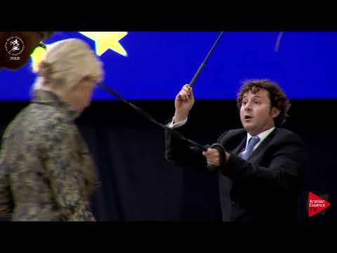 N.78 PICASSO DI MAR - Lier 2018 - 2 Years Old Colts (Class 4)