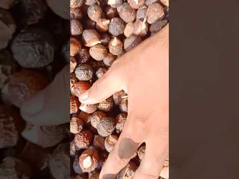 Soap Nut Reetha