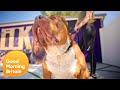 Exclusive: Inside America's Largest XL Bully Breeding Kennel | Good Morning Britain