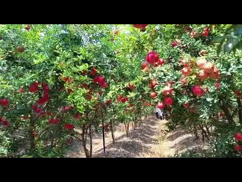 SOLAPUR LAL ANAR,💕 🍎PLOT MALEGAON #SOLAPURLALANAR #KHETIKISHANGYAN #Anar #dalimb