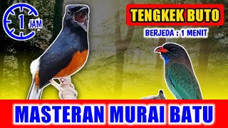 Download lagu MASTERAN MURAI BATU - suara Tengkek Buto GACOR jernih keras berjeda 1 menit FULL 1 JAM mp3 Download lagu MASTERAN MURAI BATU - suara Tengkek Buto GACOR jernih keras berjeda 1 menit FULL 1 JAM mp3