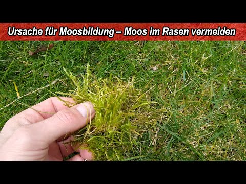 Ursache für Moos im Rasen – Moos im Rasen vermeiden – Moosbildung verhindern & entfernen