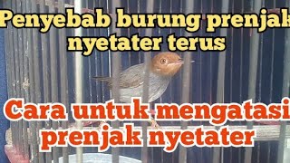 Download lagu cara mengatasi burung prenjak nyetater terus ternyata ini penyebabnya mp3