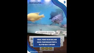 Download lagu Viral Video Ikan Mujair Hasil Pancingan Punya Slayer Bak Cupang mp3