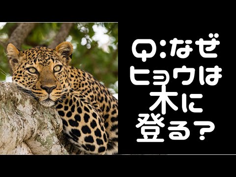 ヒョウ WEB動物図鑑