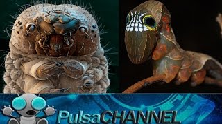TOP 10 Orugas Extrañas y su Transformacion