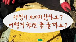여왕이 보이지 않아요? 이대로 봄벌 깨울까요?