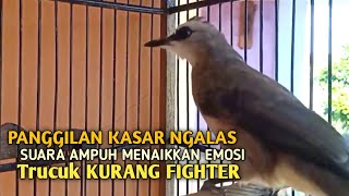 Download lagu Trucuk BETINA memanggil Jantan Suara Birahi Ngecuplik 100% pancingan trucukan gacor agar BUNYI EMOSI mp3 Download lagu Trucuk BETINA memanggil Jantan Suara Birahi Ngecuplik 100% pancingan trucukan gacor agar BUNYI EMOSI mp3