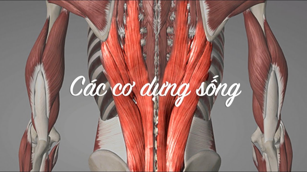 Các cơ cạnh sống