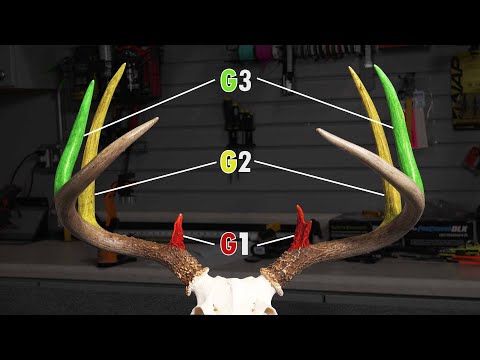 How To Score A Deer