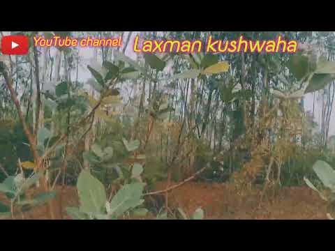 #video Ghana Jungle Andhra Pradesh//Ghana Jungle Andhra Pradesh#video♥️♥️♥️♥️