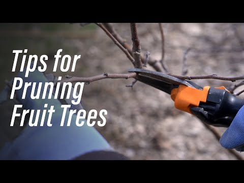 Tips for Pruning Fruit Trees