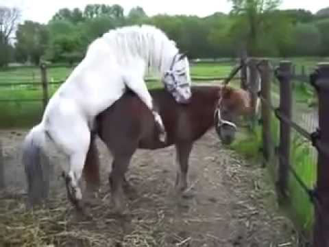 Спаривание Лошади С Пони Horses Mating With Pony Спаривание Лошади С Пони