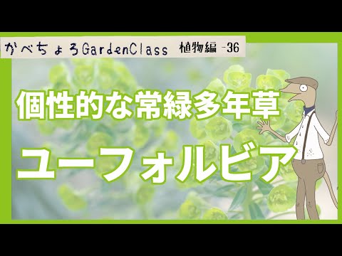 園芸 ユーフォルビア ブラックバード