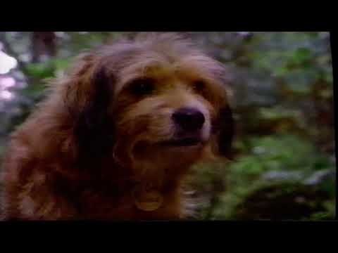 Benji The Hunted December 1987 Cinema Promotion Disney