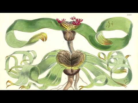 SCP-1001: Ya Te Veo (Object Class: Euclid)