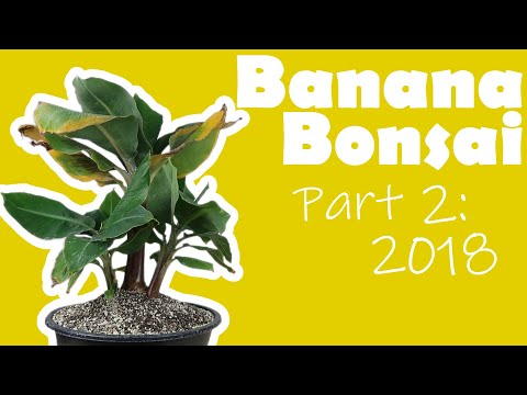 download lagu mp3 mp4 Musa Plant, download lagu Musa Plant gratis, unduh video klip Musa Plant