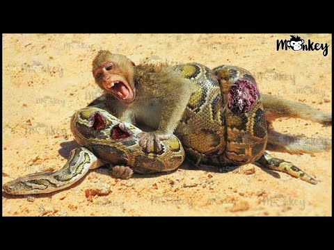 30 Terrifying Moments! Baby Monkey Is In Pain When Confronting Python, What Will Happen Next?