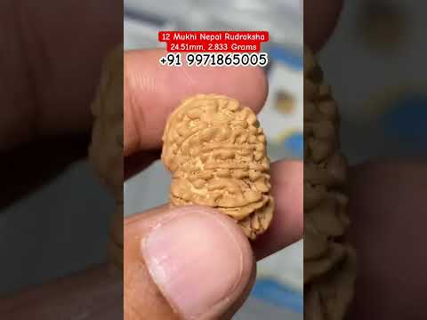 12 Mukhi Nepal Rudraksha