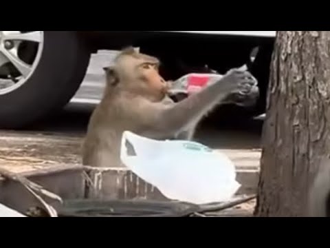 Poop Slush and Casinos