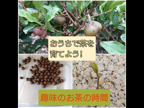 園芸 お茶