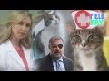 Cat Soap Opera | Mark Douglas of The Key of Awesome Has A Field Day