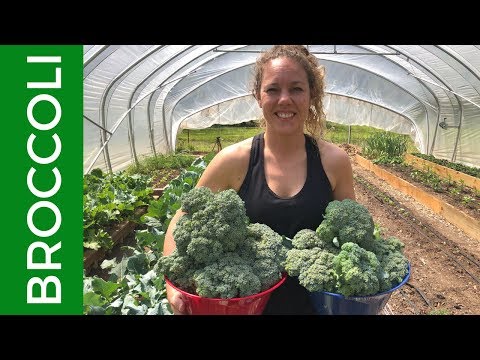 download lagu mp3 mp4 How To Freeze Broccoli Leaves, download lagu How To Freeze Broccoli Leaves gratis, unduh video klip How To Freeze Broccoli Leaves