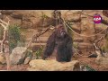 Gorilla Fuse Tamil AD Boo Boo Pasi Edukudu Tamil Advertisement