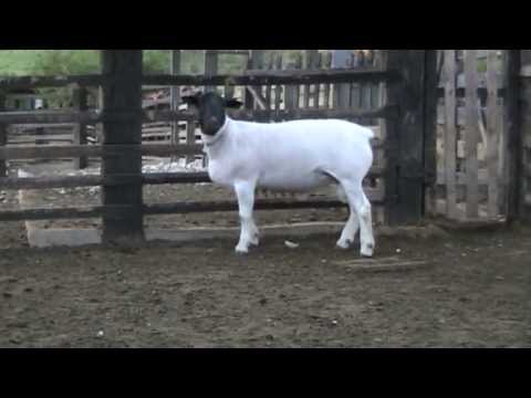 BURIÁ 3349 - (BURIÁ 1853 X BURIÁ 456)