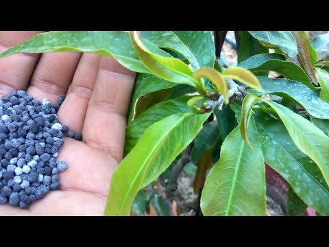 Thời điểm này có nên bón phân đáp cho mai vàng không ?