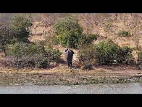 Djuma: Lone Elephant walks by - 14:39 - 08/19/21
