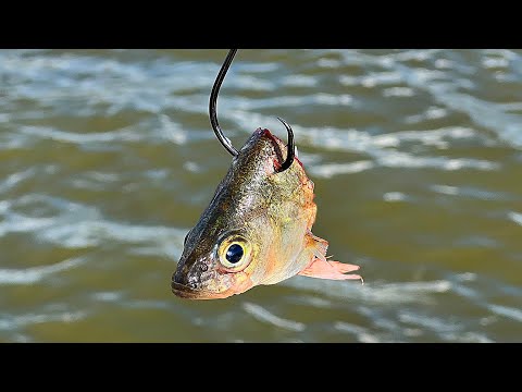6 Tips Using Cut Bait for Catfish
