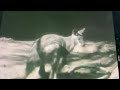 Sesame Street Animal Films Kangaroo Blues