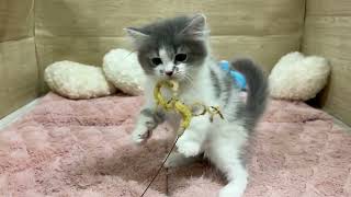 ミヌエットの動画01